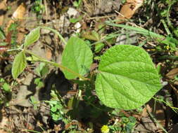 Plancia ëd Rhynchosia latifolia Torr. & A. Gray