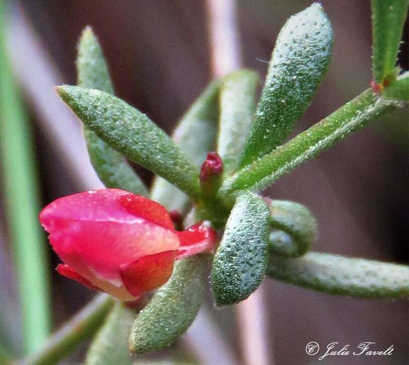 Image of Cyanothamnus nanus var. hyssopifolius