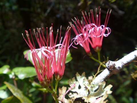 Imagem de Amyema scandens (Tieghem) Danser