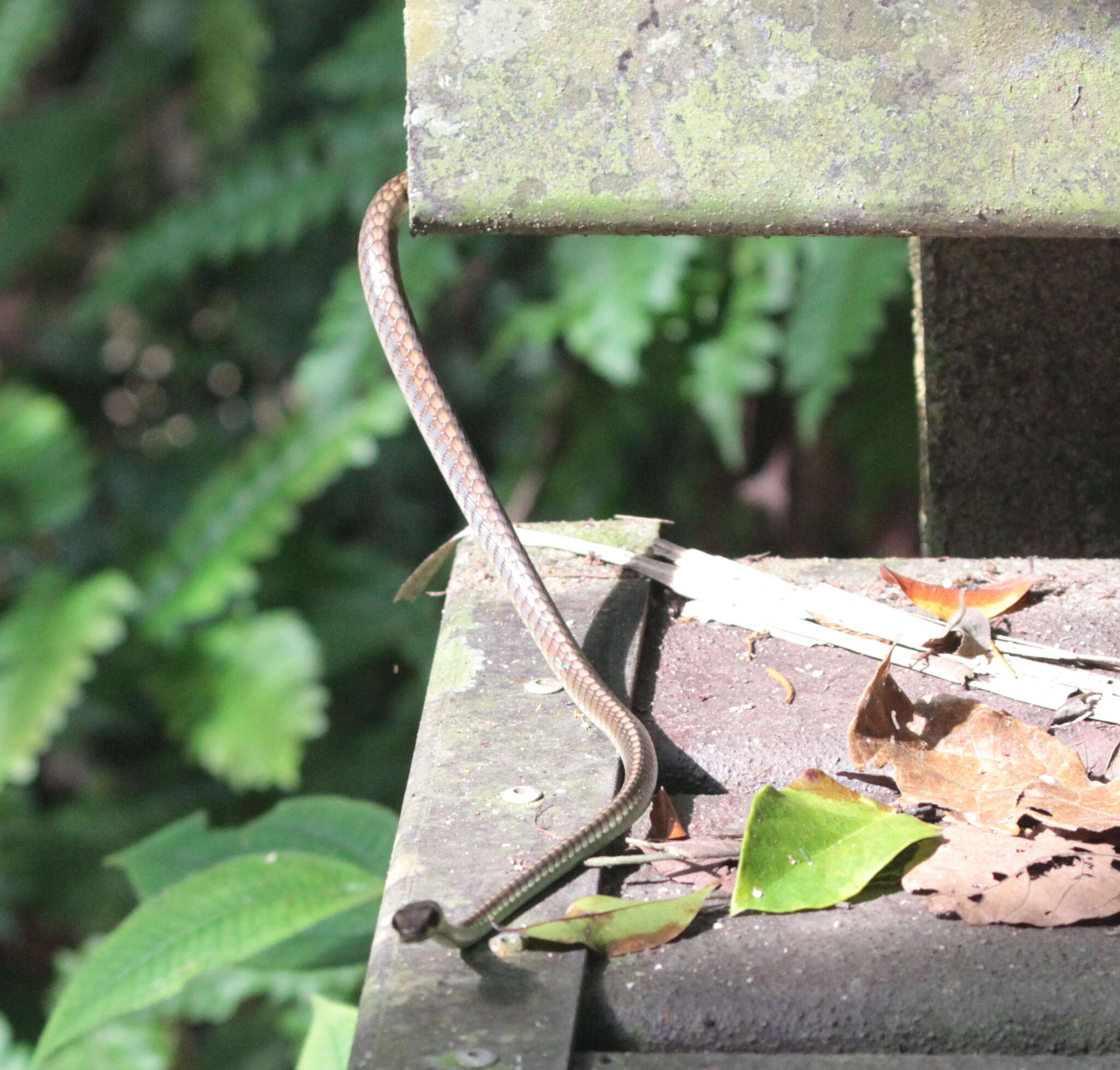 Image of Wall's Bronzeback