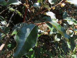 Image of Elaeagnus thunbergii Servettaz