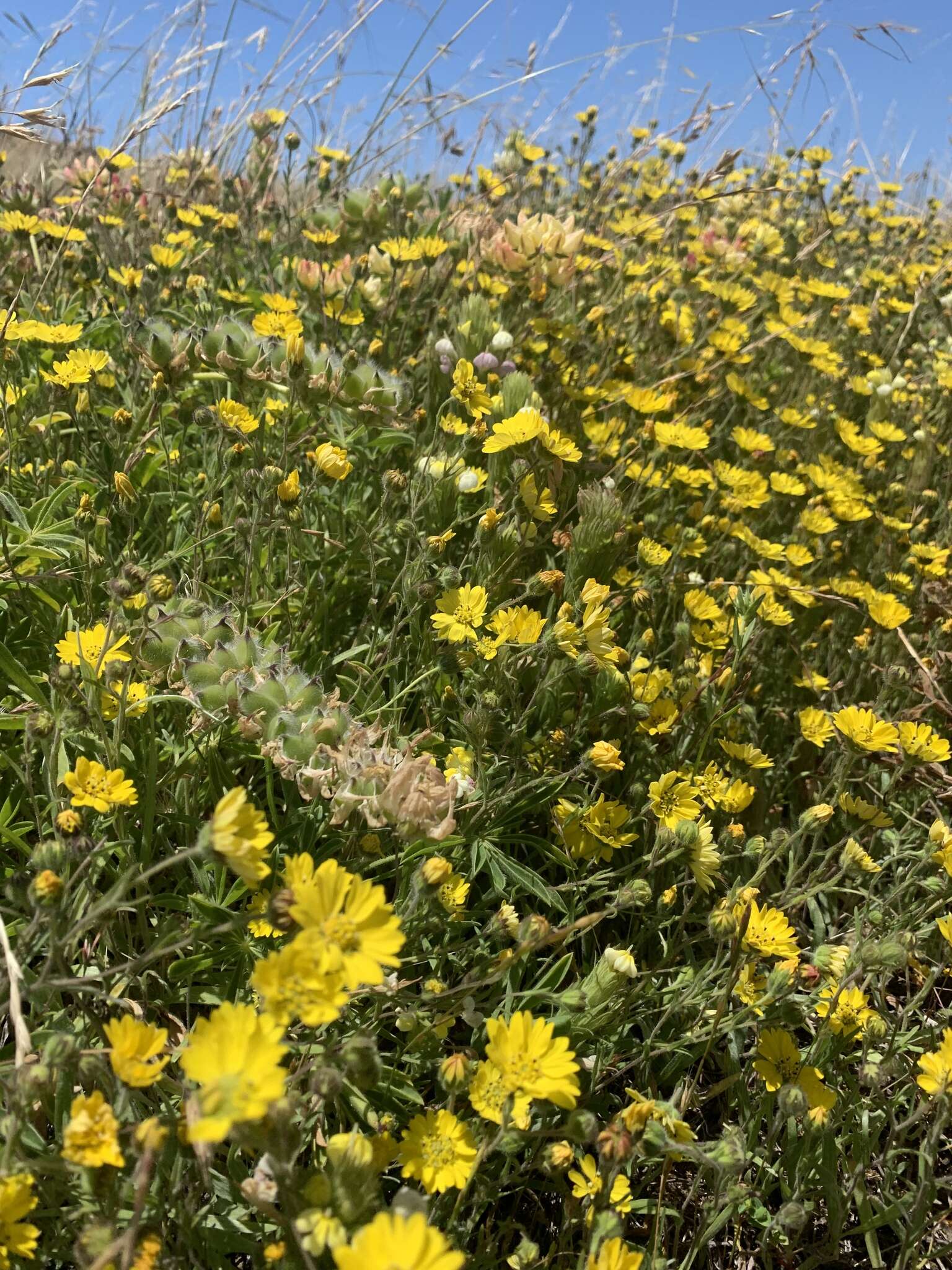 Image of hayfield tarweed