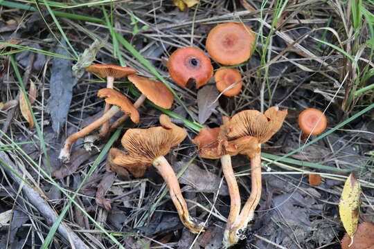 Image of Cortinarius uliginosus Berk. 1860