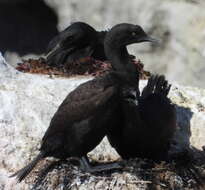 Image of Bank Cormorant