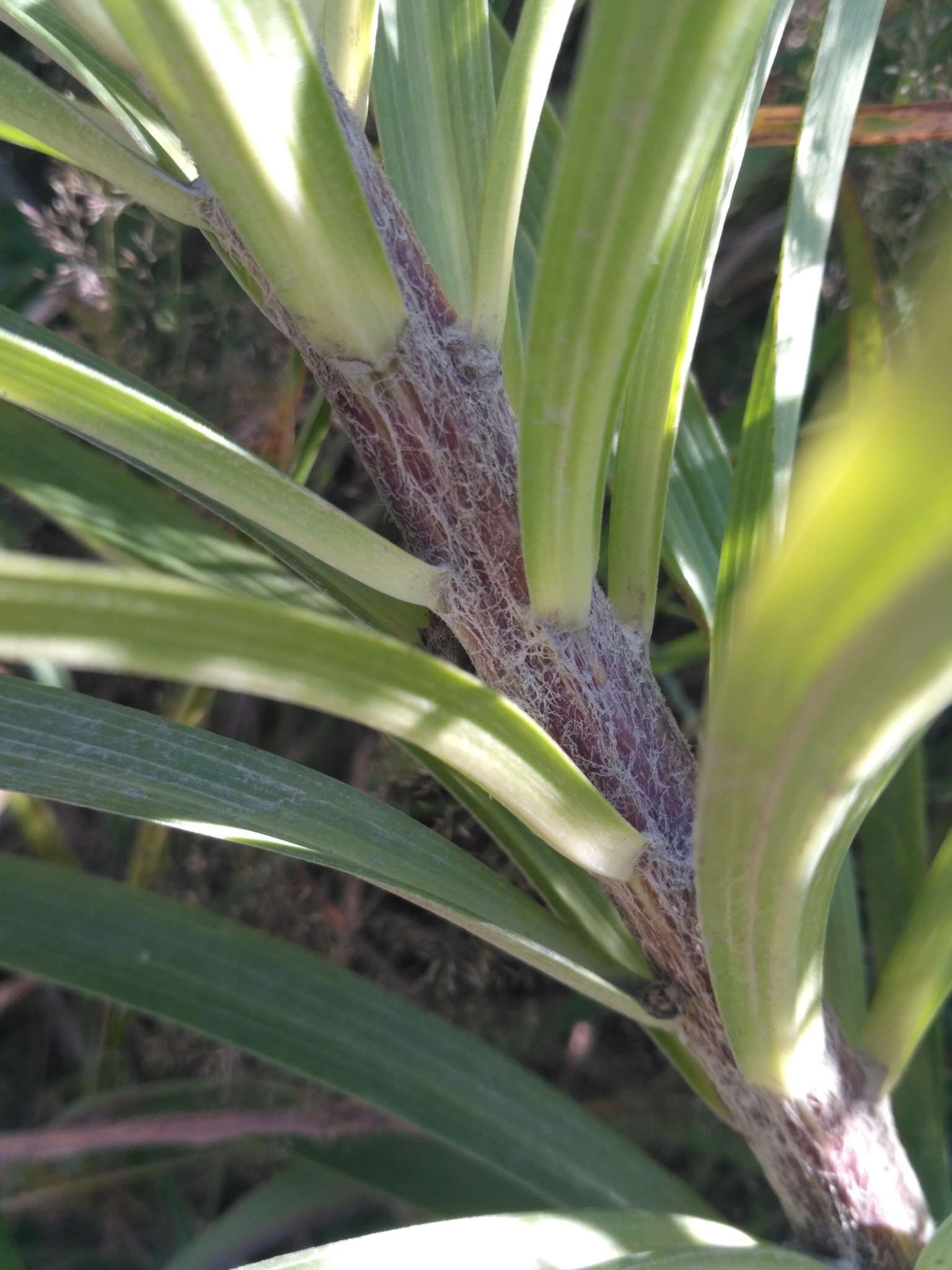 Image of Tiger lily