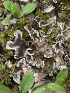 Peltigera didactyla (With.) J. R. Laundon的圖片