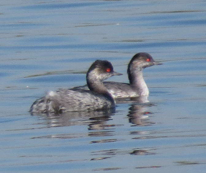 Image of Podiceps nigricollis gurneyi (Roberts 1919)