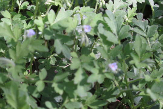 Image of Buttercup Scorpion-Weed