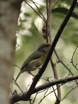 Imagem de Cyclarhis gujanensis insularis Ridgway 1885