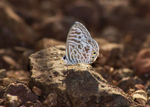 Image of Leptotes plinius