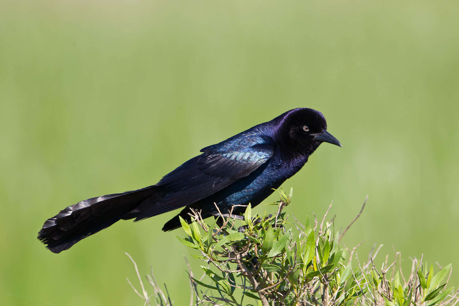 Image of Boat-tailed Grackle