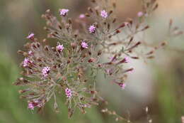 Image of viscid candyleaf