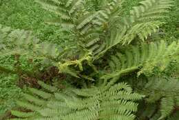 Image of Tree Fern Gully