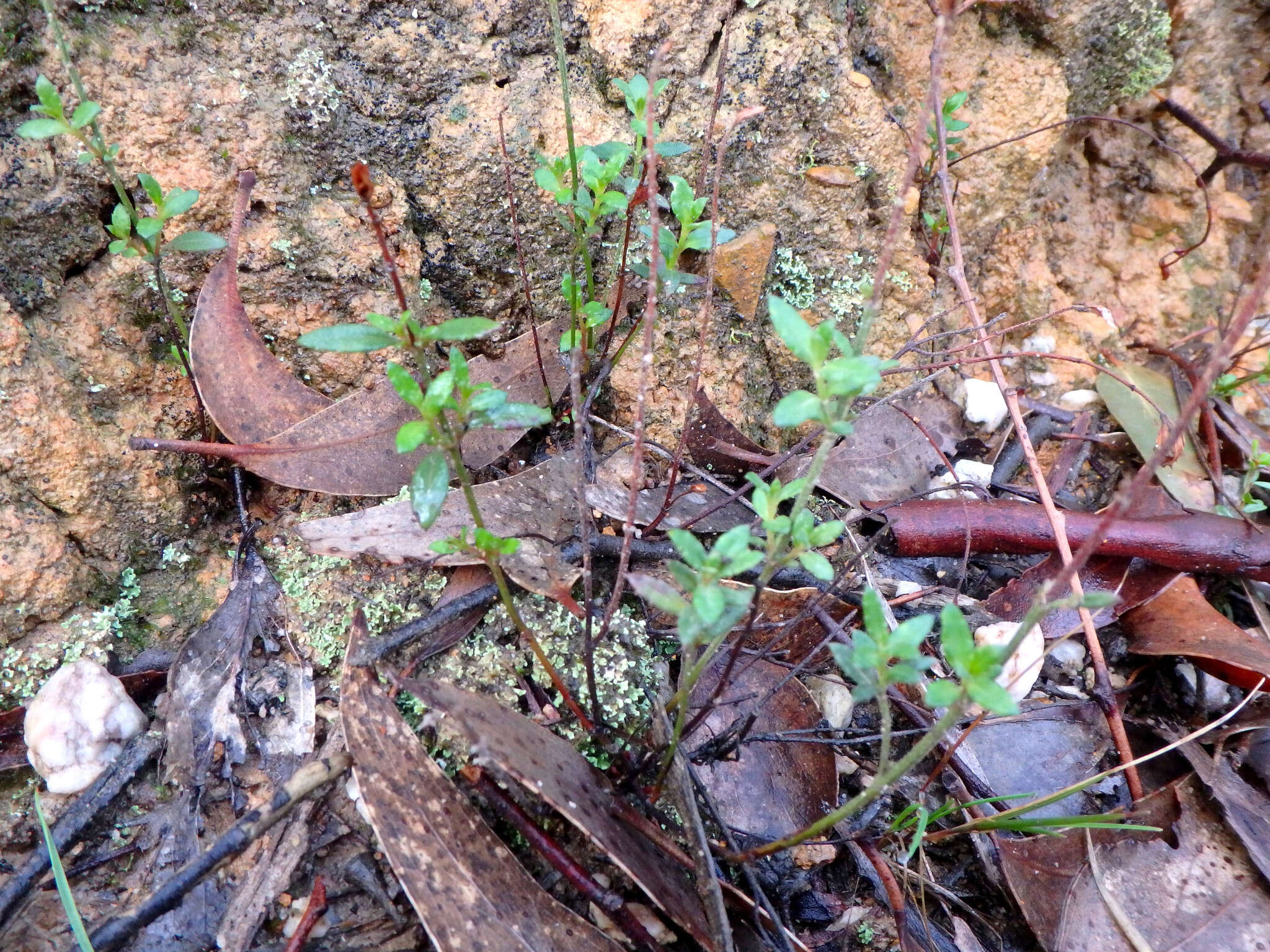 Image of Gonocarpus tetragynus Labill.