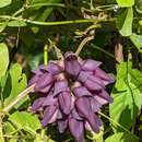 Image of Mucuna membranacea Hayata