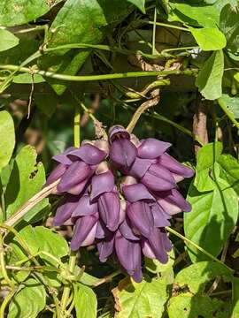 Image of Mucuna membranacea Hayata