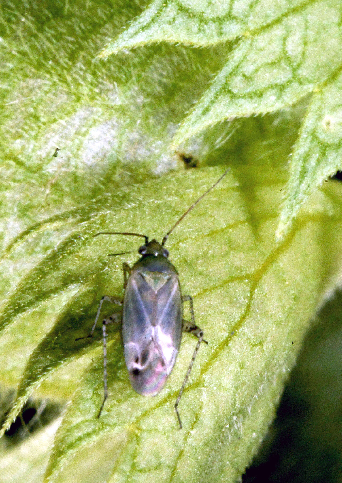 Image of Trefoil Plant Bug