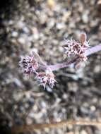 Image of Monterey spineflower