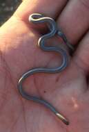 Image of Slender Thread Snake