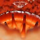 Image of Rafflesia cantleyi Solms