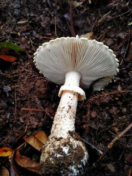 Image of Amanita pareparina G. S. Ridl. 1991