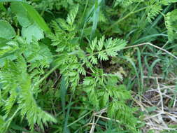 Image of bulbous chervil