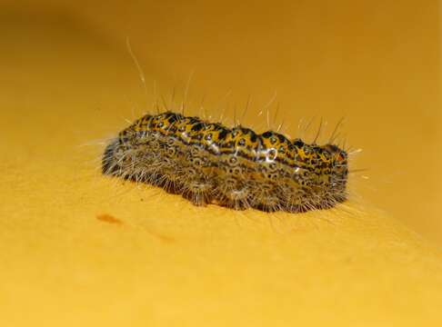 Acronicta tota Grote 1878 resmi