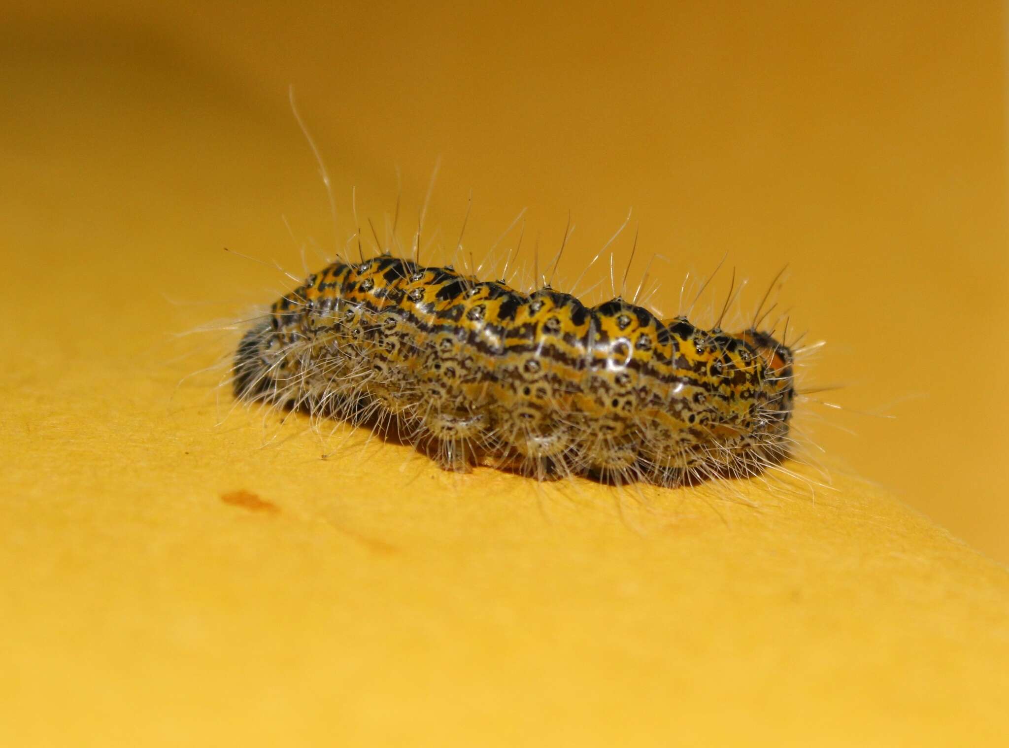 Image of Acronicta tota Grote 1878