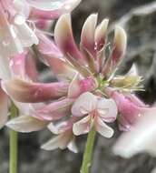 Image de Trifolium haydenii Porter