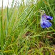 Image of <i>Lathyrus bauhini</i>