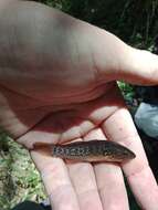 Image of Purple-spotted gudgeon