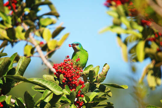 Imagem de Dacnis cayana (Linnaeus 1766)