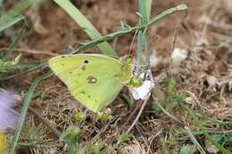 Image of Colias aurorina Herrich-Schäffer (1850)