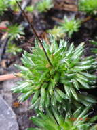 Image of Stylidium soboliferum F. Müll.