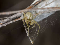 Слика од Cheiracanthium virescens (Sundevall 1833)