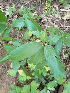 Image of red buckthorn