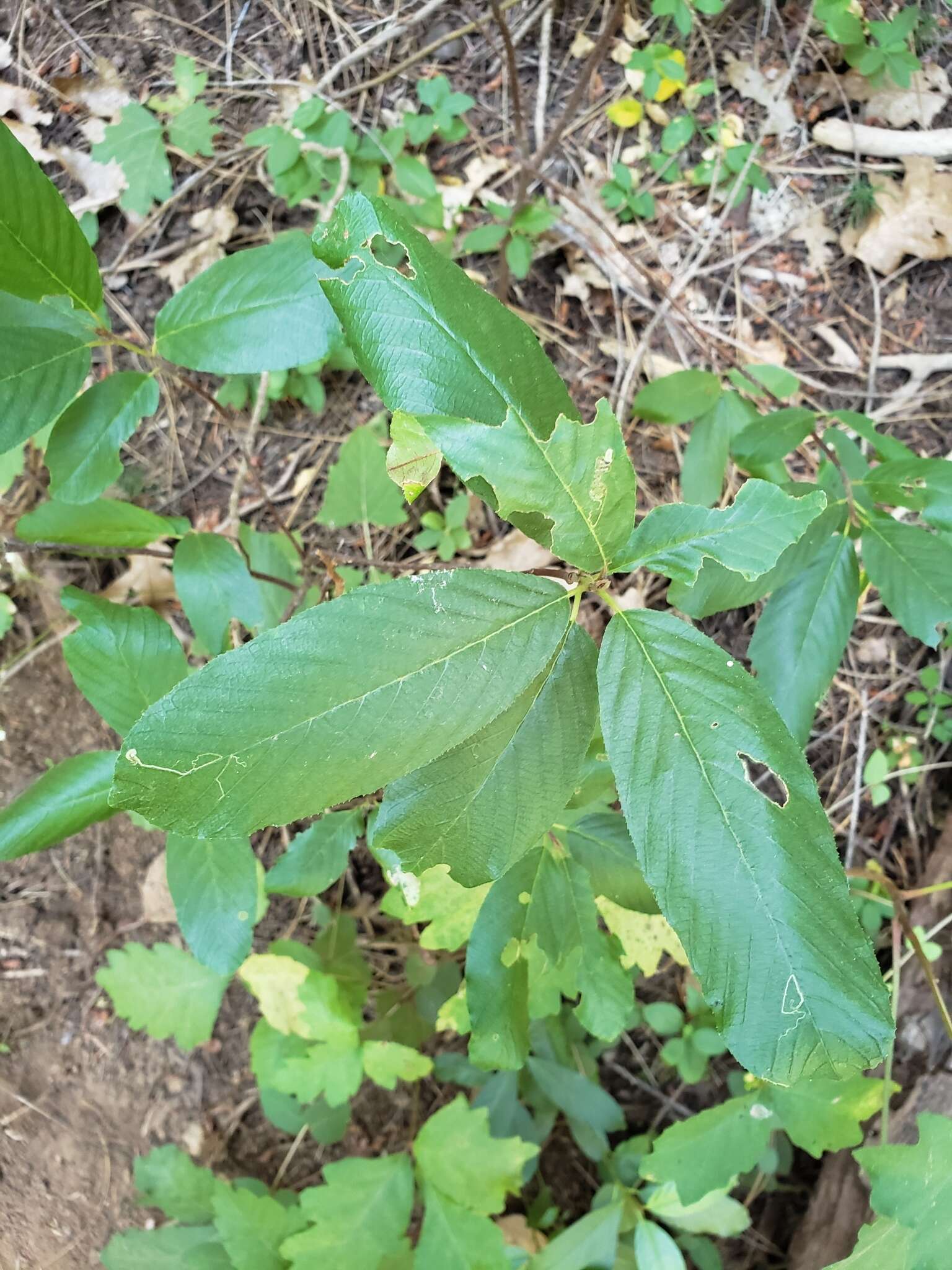 Image of red buckthorn