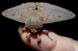 Image of Pine Devil Moth