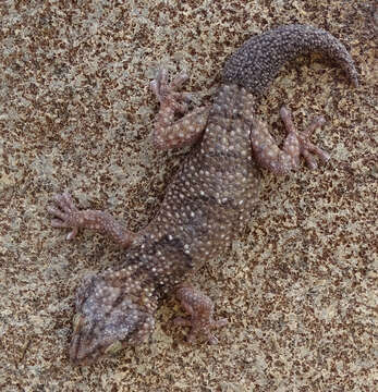 Image of Button-scaled Gecko