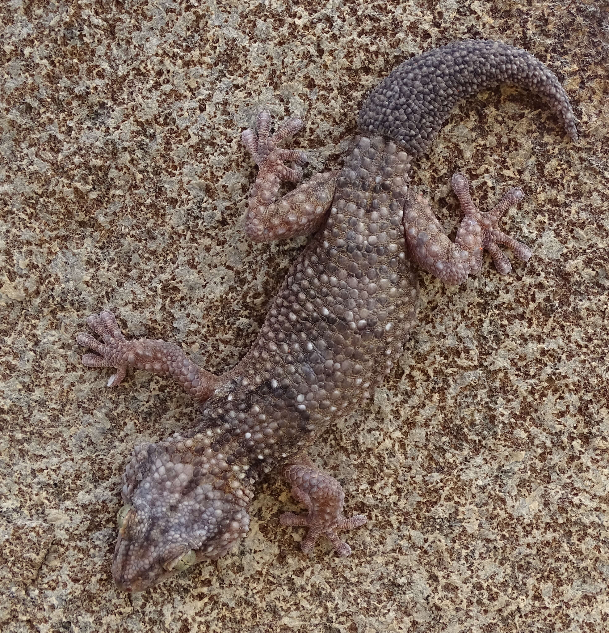 Image of Button-scaled Gecko