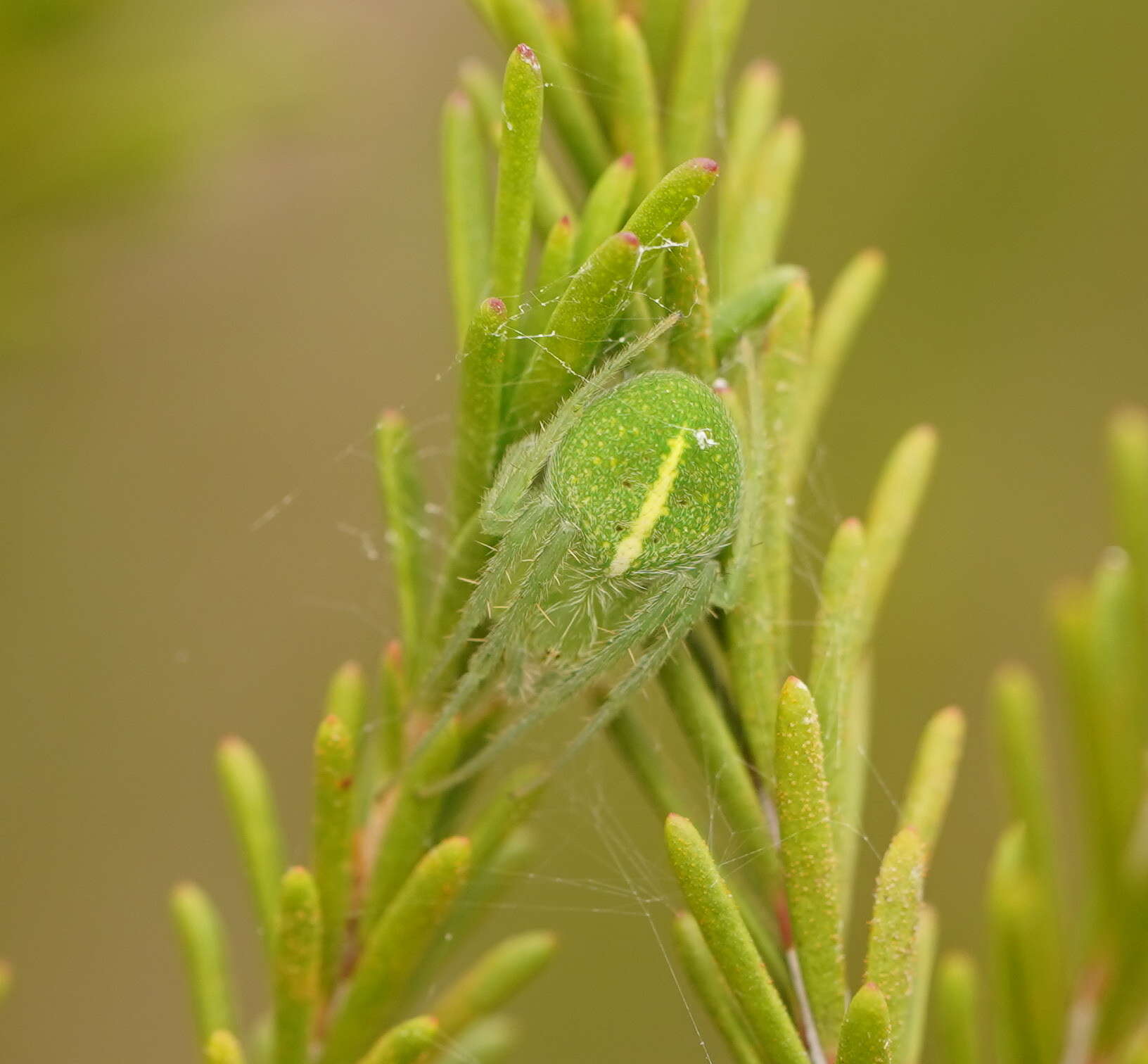 Image of Araneus psittacinus (Keyserling 1887)