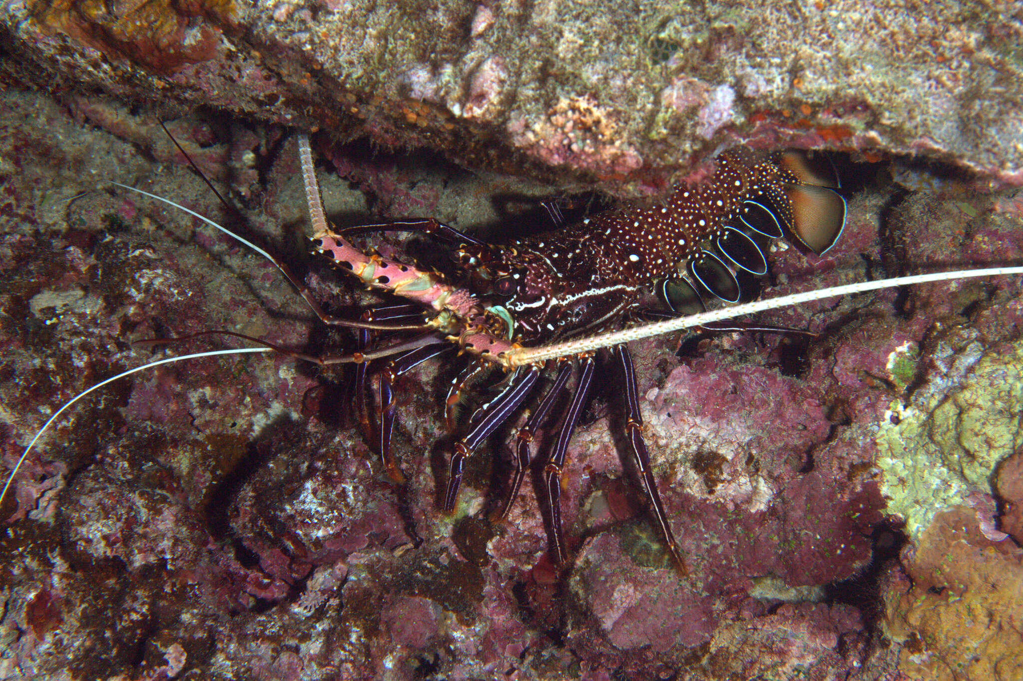 Image of Stripe-leg spiny lobster