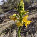 Plancia ëd Gavilea kingii (Hook. fil.) M. N. Correa