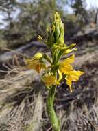 Plancia ëd Gavilea kingii (Hook. fil.) M. N. Correa