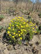 Image of Helichrysum aureum var. monocephalum (DC.) Hilliard