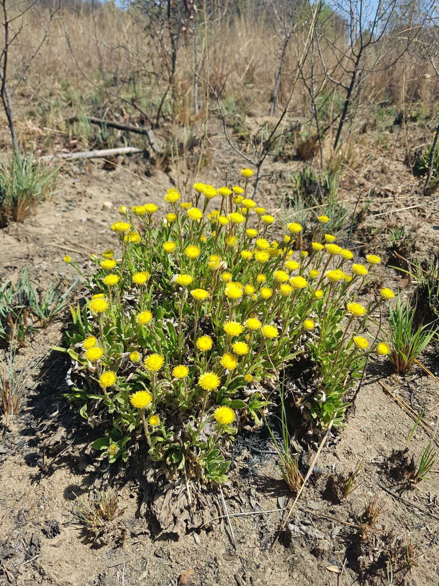 Image of Helichrysum aureum var. monocephalum (DC.) Hilliard