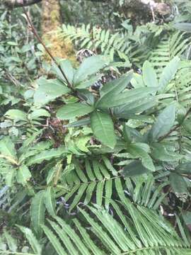 Image of Berberis schaaliae C. C. Yu & K. F. Chung