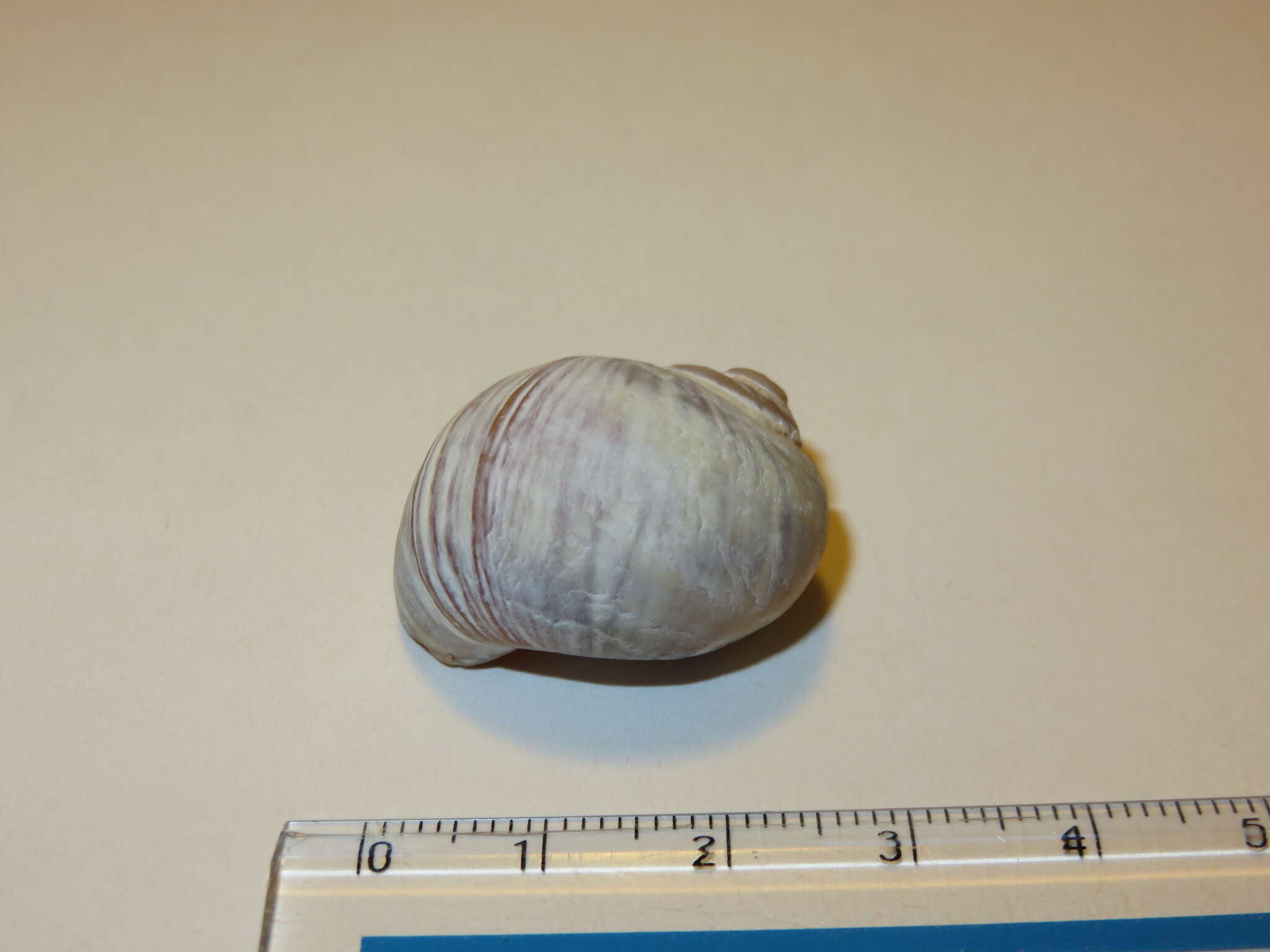 Image of Kurile moon snail
