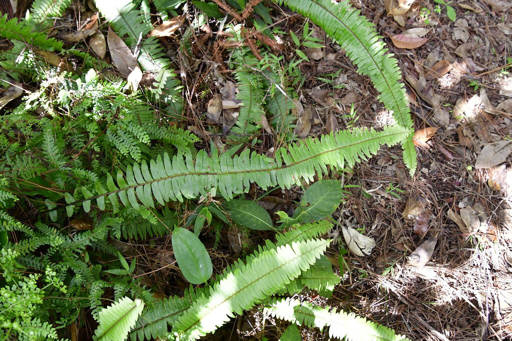 Image of Streamside Sword Fern