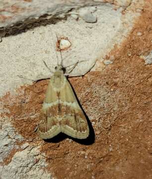 Image of Noctueliopsis bububattalis Hulst